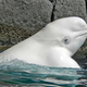 Beluga whale.